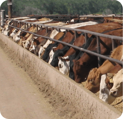 Seamless Inventory Control for Feed Yards