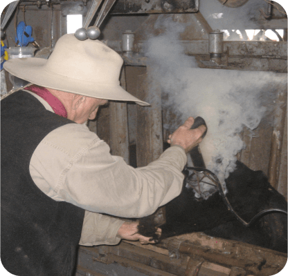 Simplifying Cattle Health Compliance with VetXpert