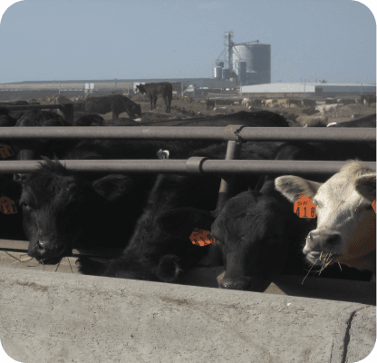 The Role of RFID in Real-Time Cattle Tracking