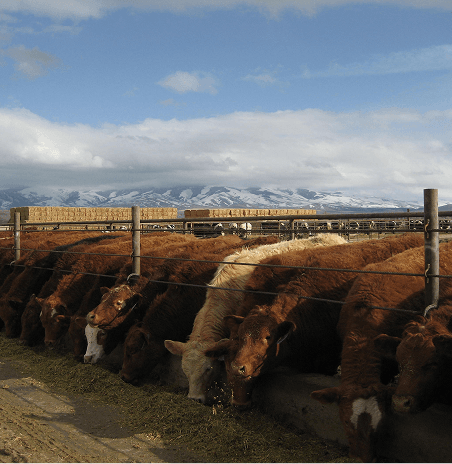 Feedlot Management Image